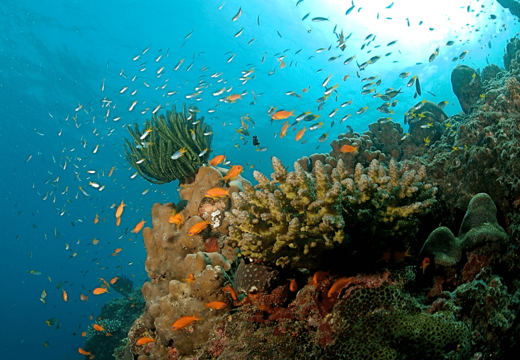 Havelock Island for Scuba Diving Gem